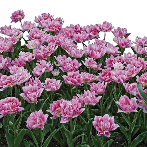 TULIPA double hative 'Peach Blossom'