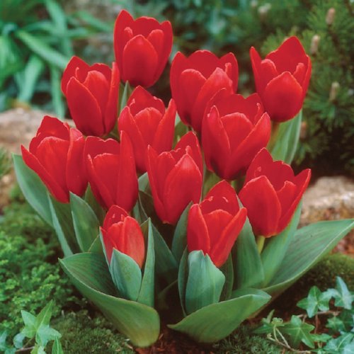TULIPA kaufmanniana 'Showwinner'