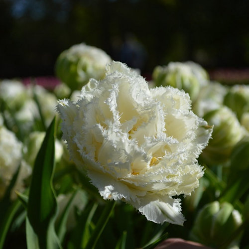 TULIPA dentelle 'Snow Crystal'