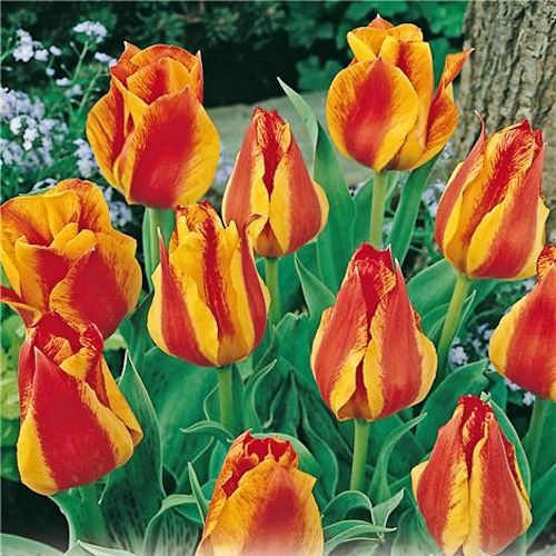 TULIPA greigii 'Tchaïkovsky'