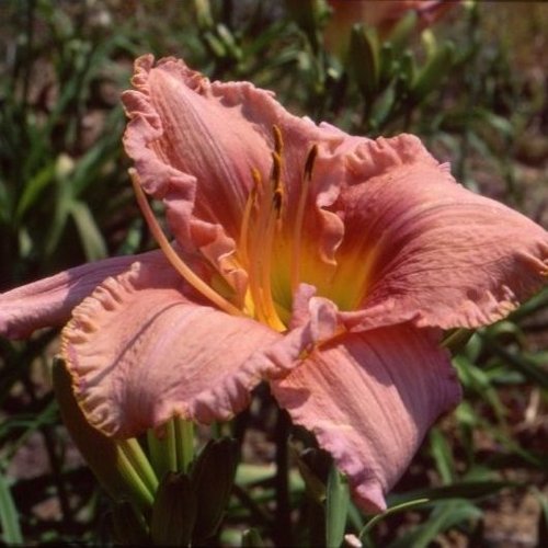 HEMEROCALLIS 'Arcadie'
