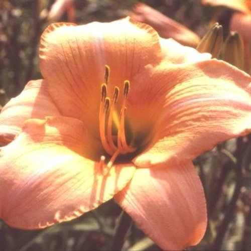 HEMEROCALLIS 'Ballade'