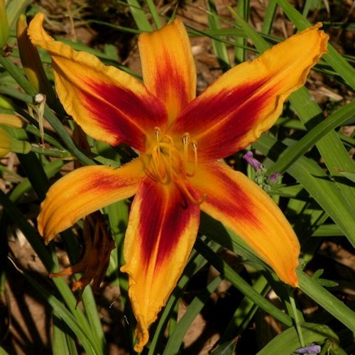 HEMEROCALLIS 'Calico Spider'