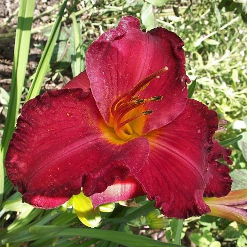 HEMEROCALLIS 'Carolyn Hendricks'