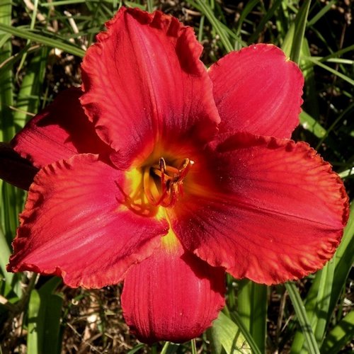 HEMEROCALLIS 'Delos'
