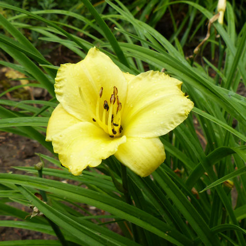 HEMEROCALLIS 'Diamond Dancer'