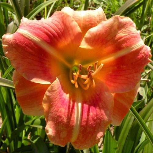HEMEROCALLIS 'Fiesta Fling'