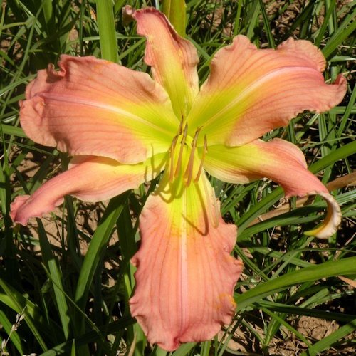 HEMEROCALLIS 'Girouette'