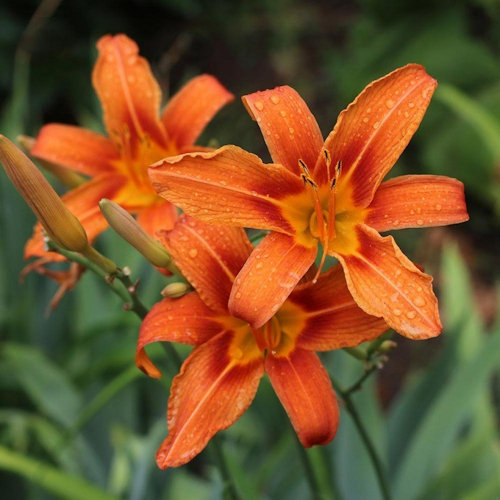 HEMEROCALLIS fulva