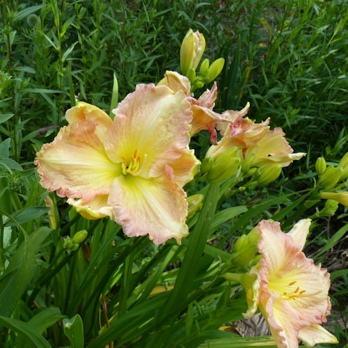 HEMEROCALLIS 'Light Shine'