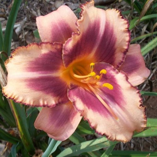 HEMEROCALLIS 'Panache'