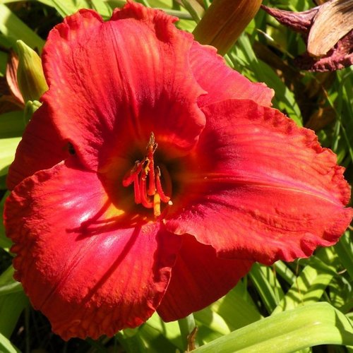 HEMEROCALLIS 'Parnasse'