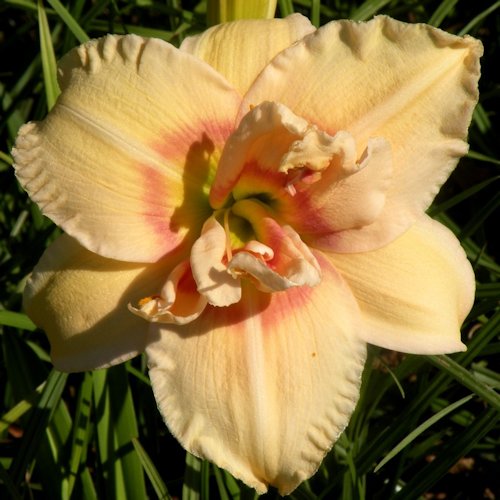 HEMEROCALLIS 'Phenix'