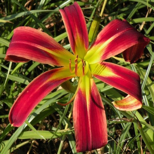HEMEROCALLIS 'Red Rain'