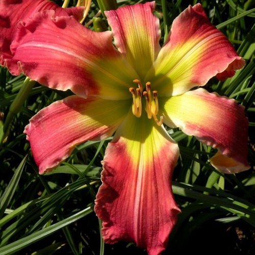 HEMEROCALLIS 'Shaman'