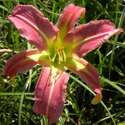 HEMEROCALLIS 'Spider Spirit'