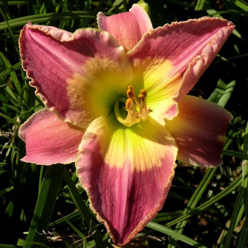 HEMEROCALLIS 'Victorian Day'