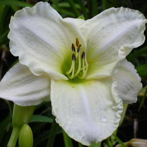 HEMEROCALLIS 'White Temptation'