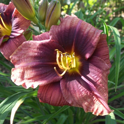 HEMEROCALLIS 'Witch Dame'