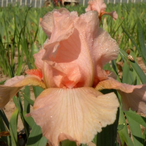 IRIS de Bordure 'Ask Alma'