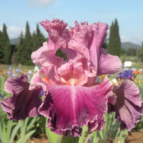 IRIS de Jardin 'Barocco'