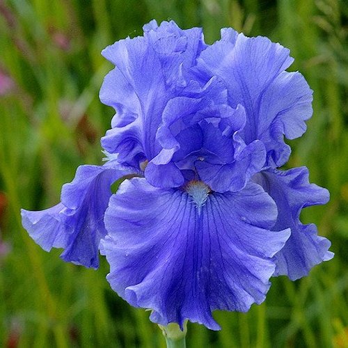 IRIS de Jardin 'Blenheim Royal'