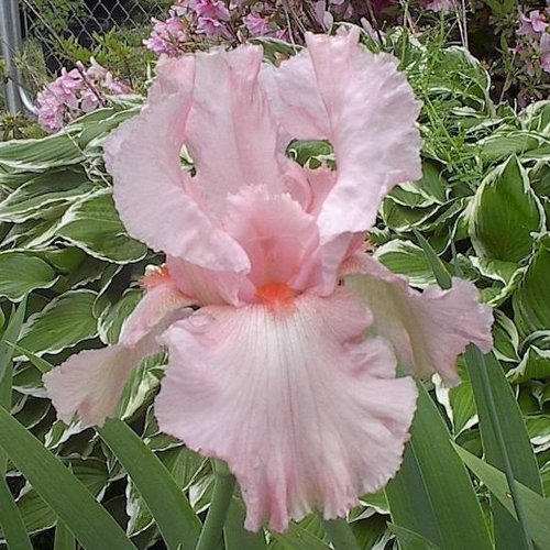 IRIS de Jardin 'Cherub’s Smile'