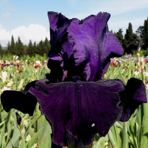 IRIS de Jardin 'Draco'