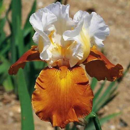 IRIS de Jardin 'Fall Fiesta'