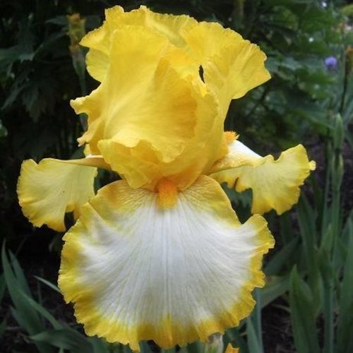 IRIS de Jardin 'First Interstate'