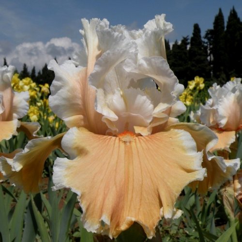 IRIS de Jardin 'Fondation Van Gogh'