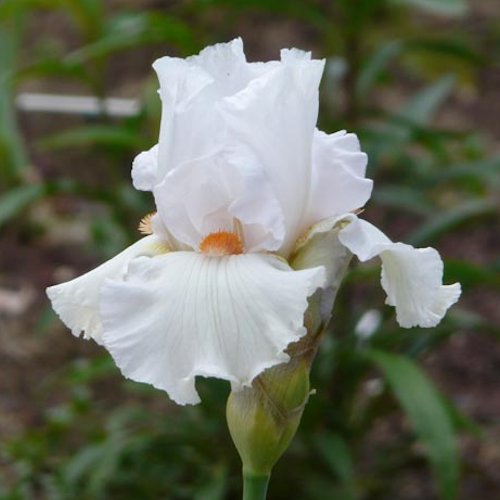 IRIS de Jardin 'Heavenly Rapture'