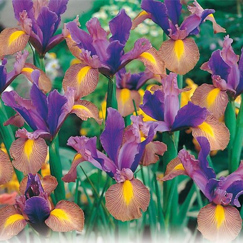 IRIS x hollandica 'Gipsy Beauty'