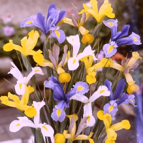 IRIS x hollandica 'Variés'