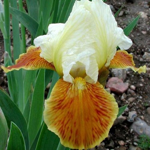 IRIS de Bordure 'Honey Glazed'