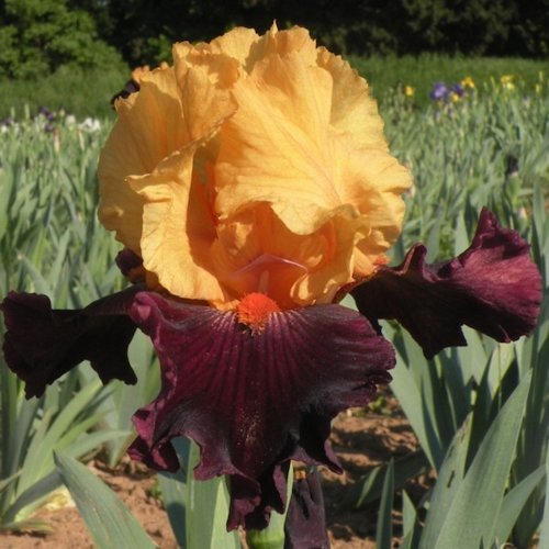 IRISde Jardin 'Idol' 