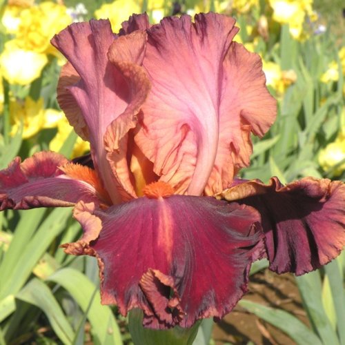 IRIS de Jardin 'Impressionist'