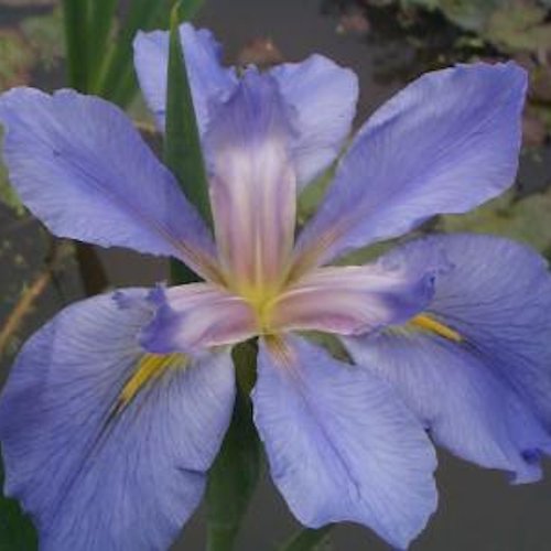 IRIS x louisiana 'Lilli'