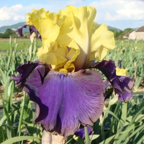 IRIS de Jardin 'Jurassic Park'