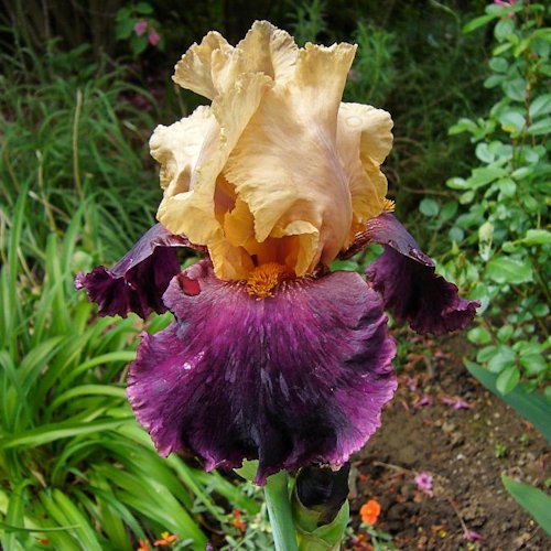 IRIS de Jardin 'Latin Rock'