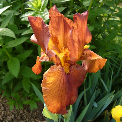 IRIS de Jardin 'Lumière d'Automne'