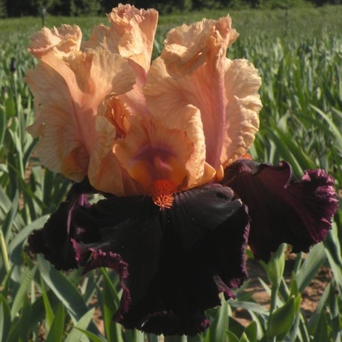 IRIS de Jardin 'Ocelot'