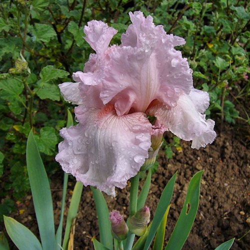 IRIS de Bordure 'Pink Bubbles'