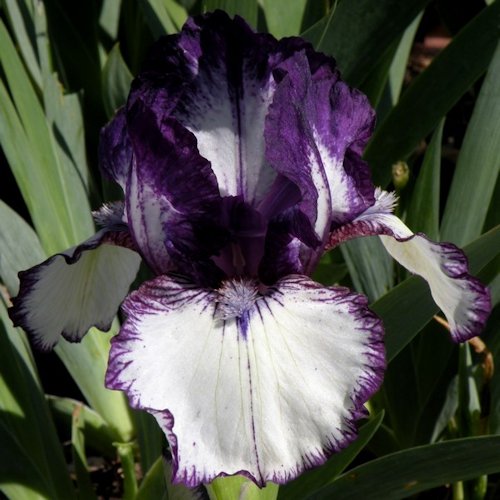 IRIS de Bordure 'Rare Edition'