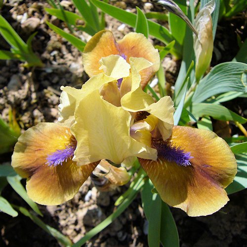 IRIS nain '' (pumila)