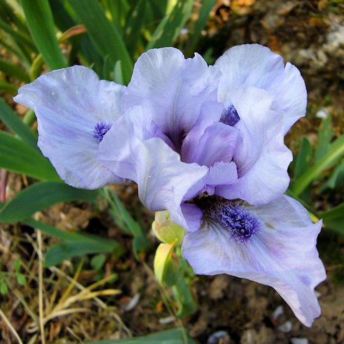 IRIS nain '' (pumila)