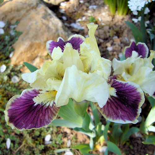 IRIS nain '' (pumila)