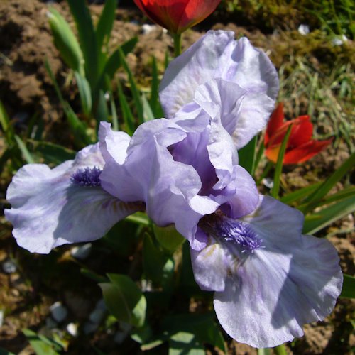IRIS nain '' (pumila)