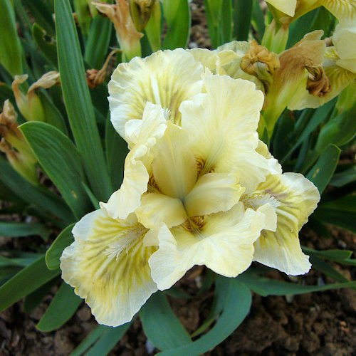 IRIS nain '' (pumila)