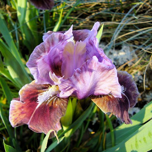IRIS nain '' (pumila)